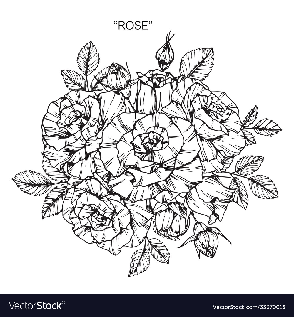 Rose flower and leaf hand drawn botanical Vector Image