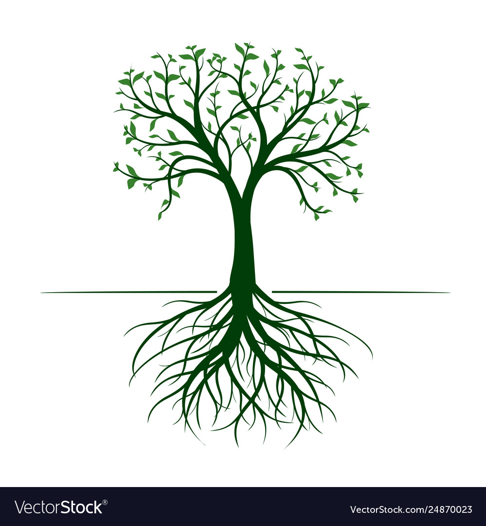 Tree with leaves and roots on white background Vector Image