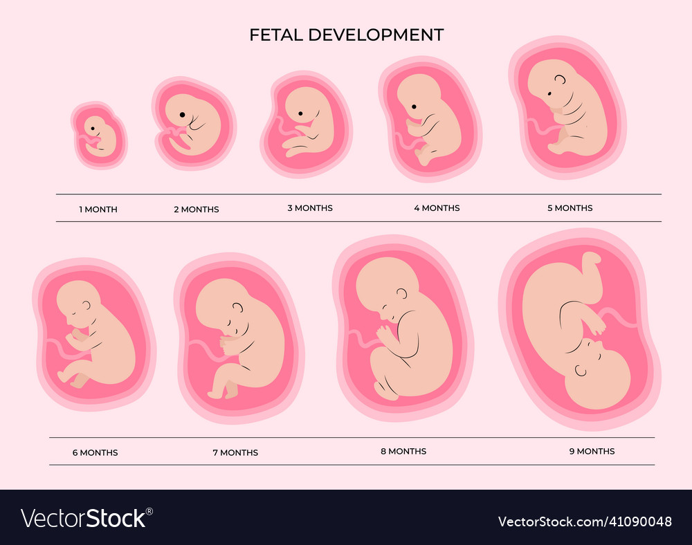 Set of fetal development moments Royalty Free Vector Image