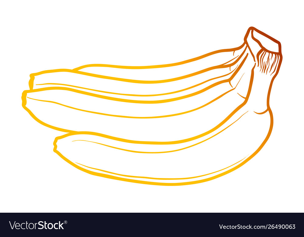 Bananas black and color gradient outline Vector Image