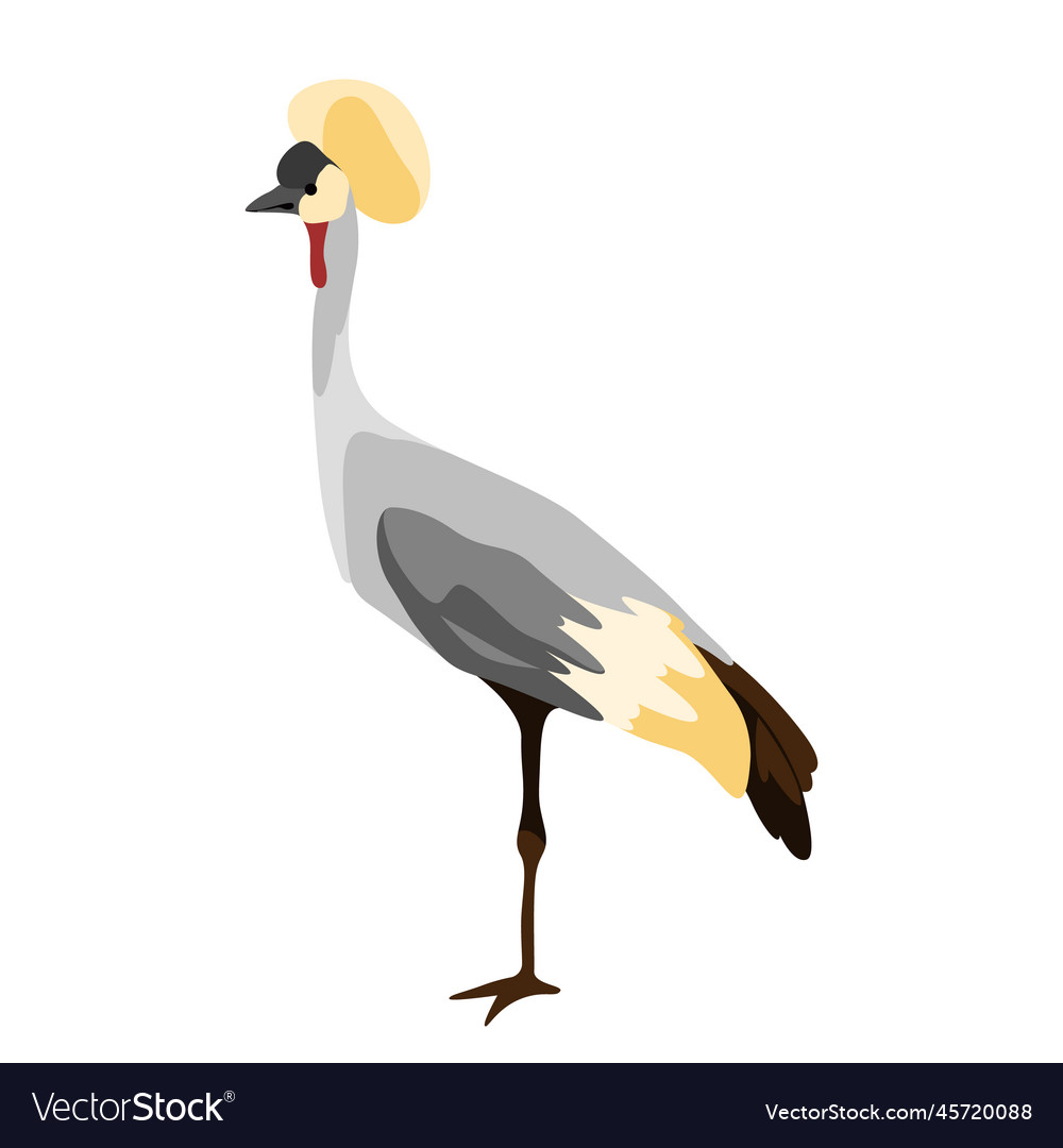 Gray crowned crane isolated Royalty Free Vector Image