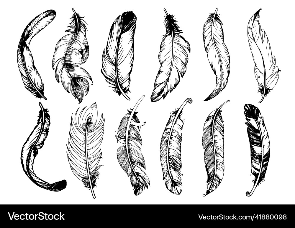 Hand drawn vintage feathers set Royalty Free Vector Image