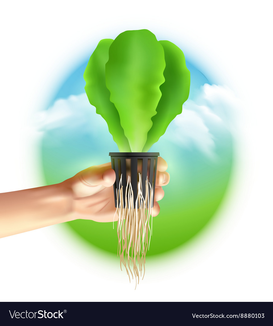 Hydroponics system colored poster Royalty Free Vector Image