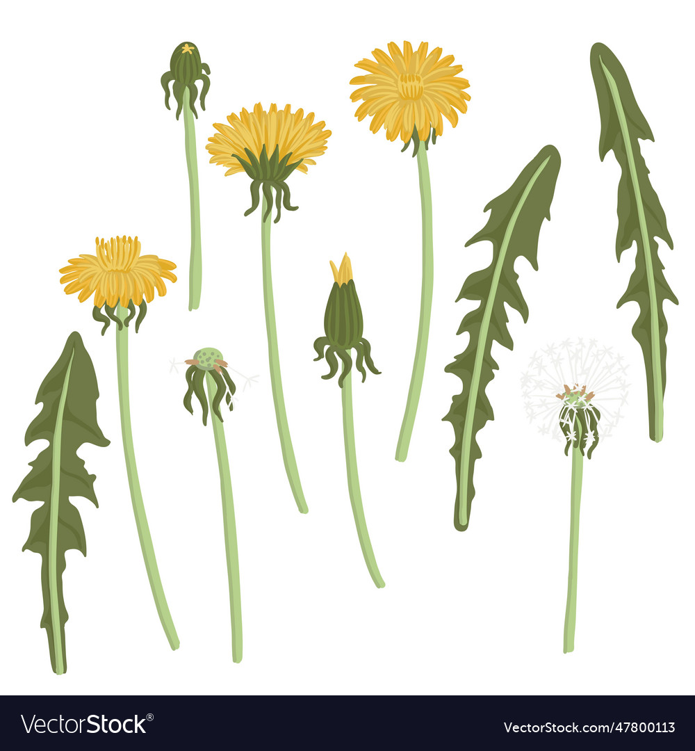 Drawing wild flowers dandelion Royalty Free Vector Image