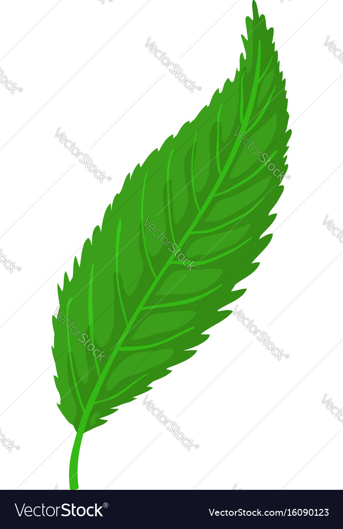 Leaf icon cartoon style Royalty Free Vector Image