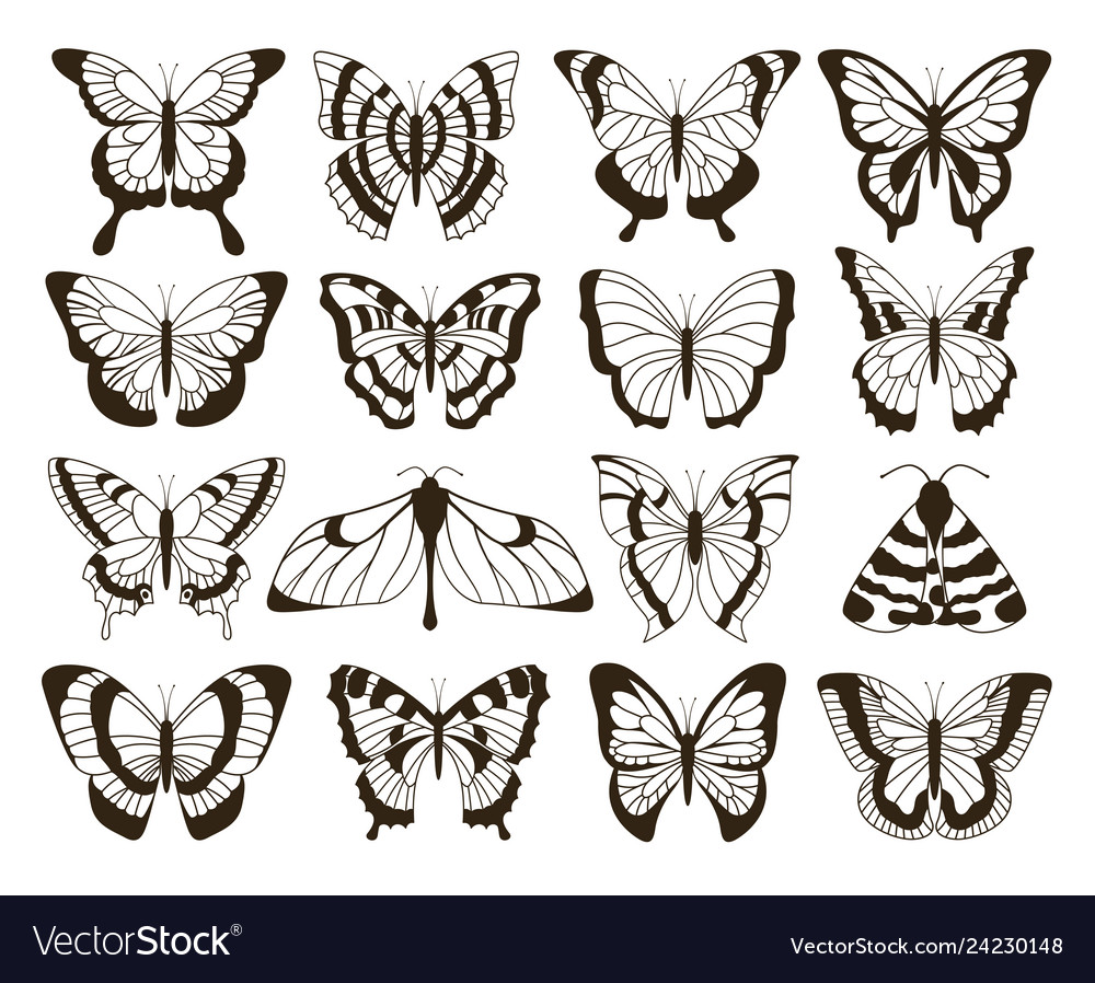 black and white butterfly drawing