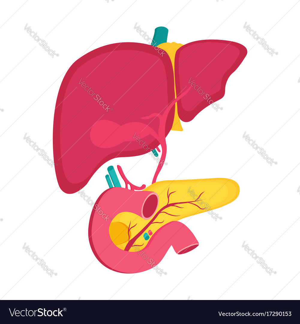 Educational medical poster with pancreas and liver