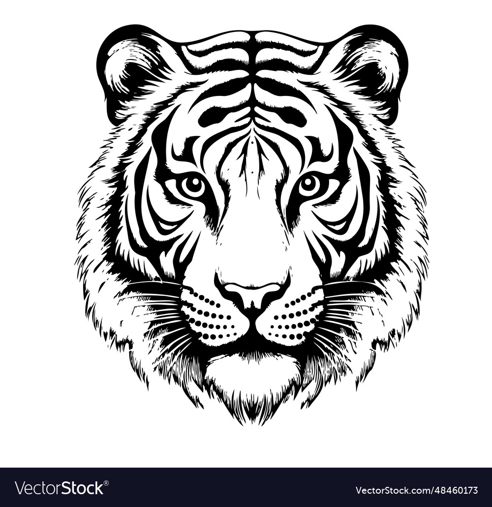 Tiger head hand drawn sketch Royalty Free Vector Image