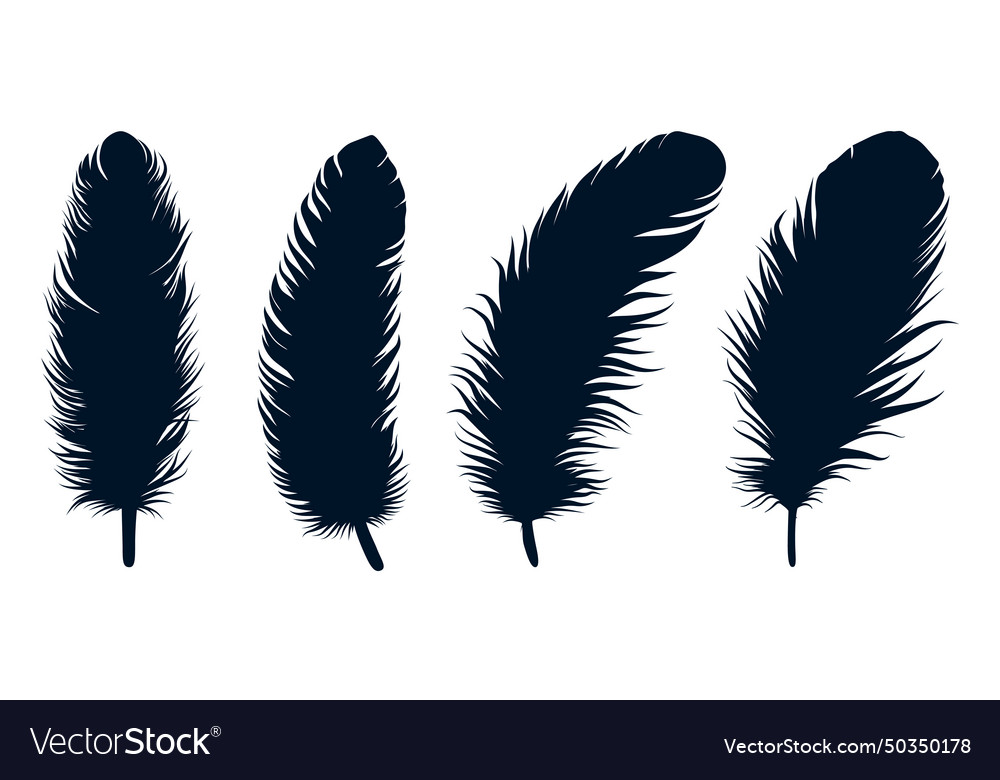 Bird different types feathers silhouettes art Vector Image