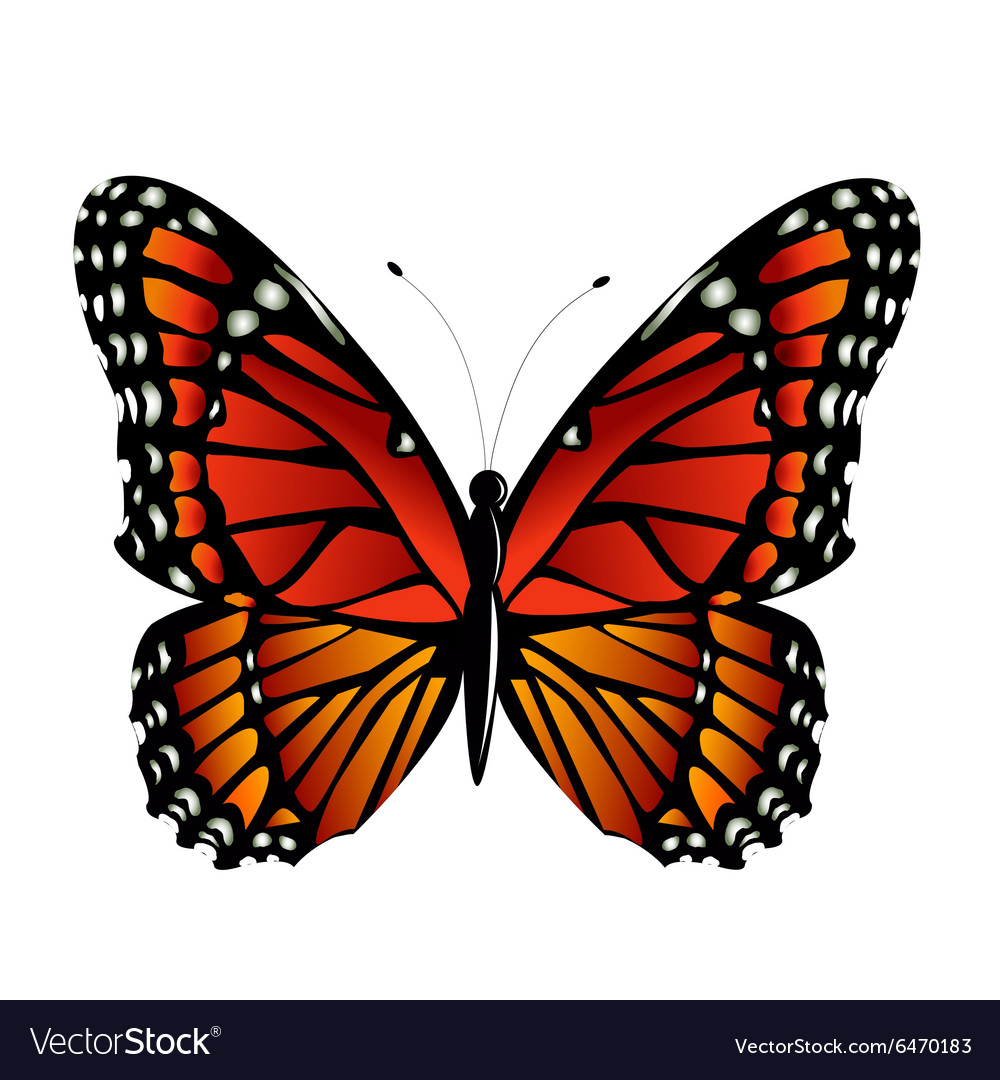 Free Free 185 Vector Monarch Butterfly Svg SVG PNG EPS DXF File