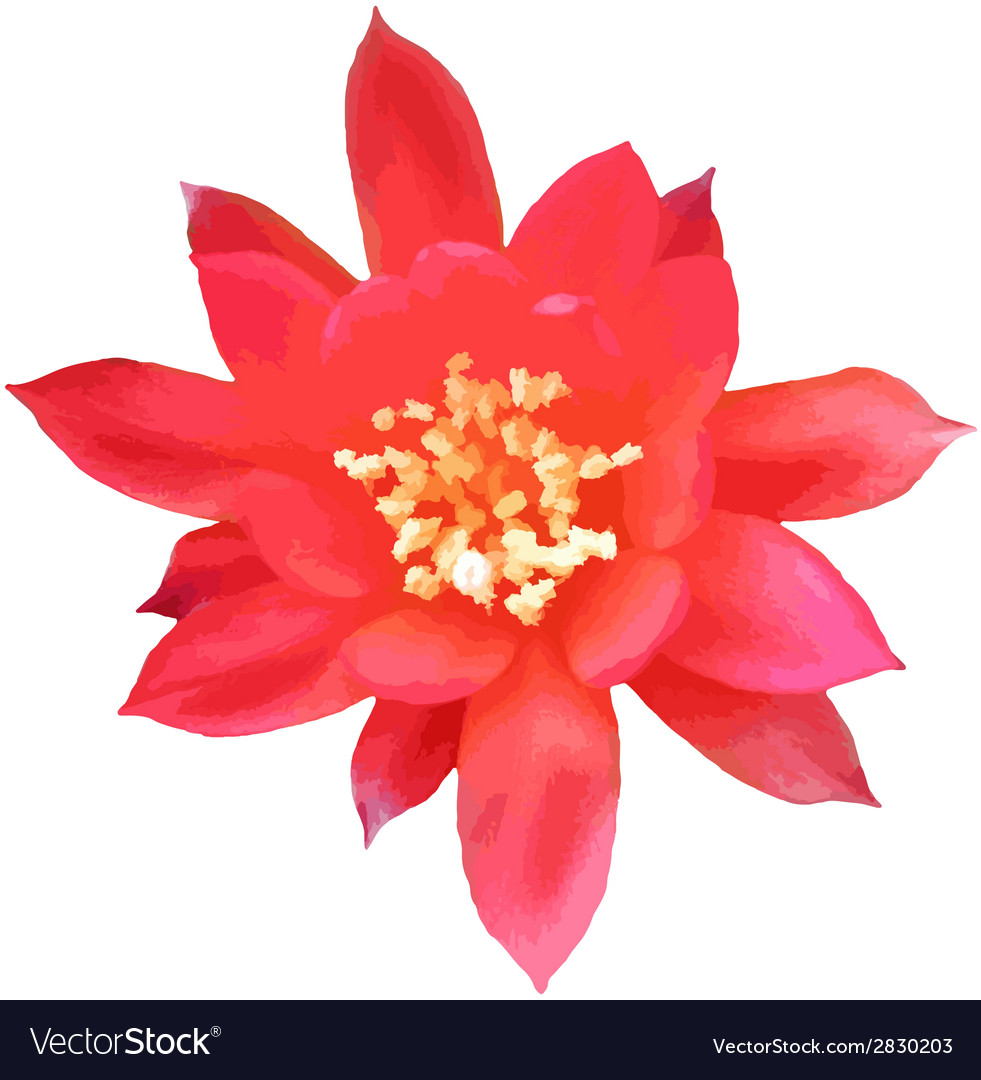 Free Free 315 Cactus Flower Svg Free SVG PNG EPS DXF File