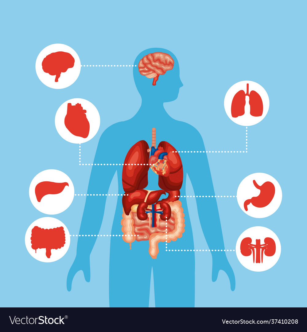 Body and organs Royalty Free Vector Image - VectorStock