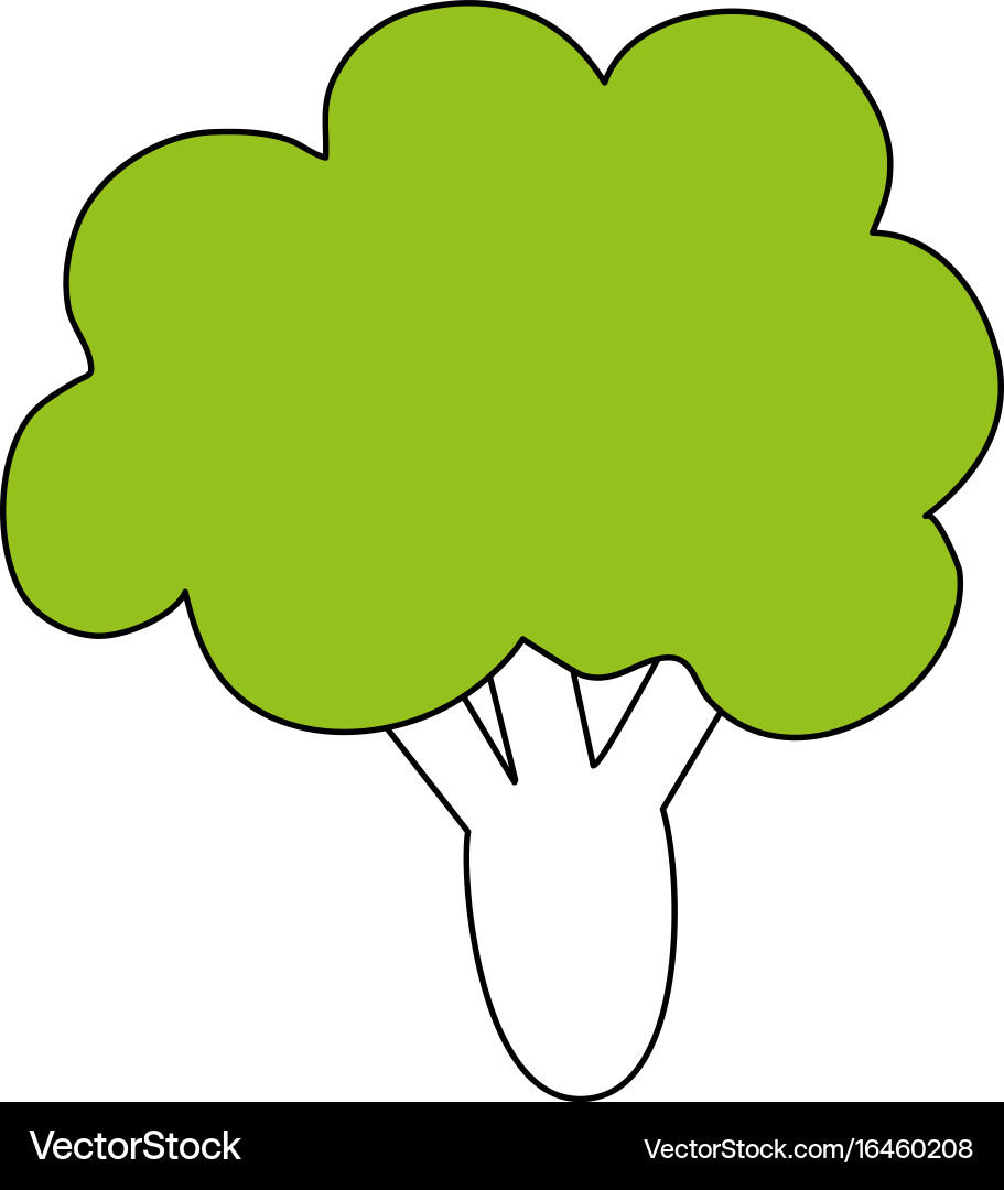 Broccoli Royalty Free Vector Image - VectorStock