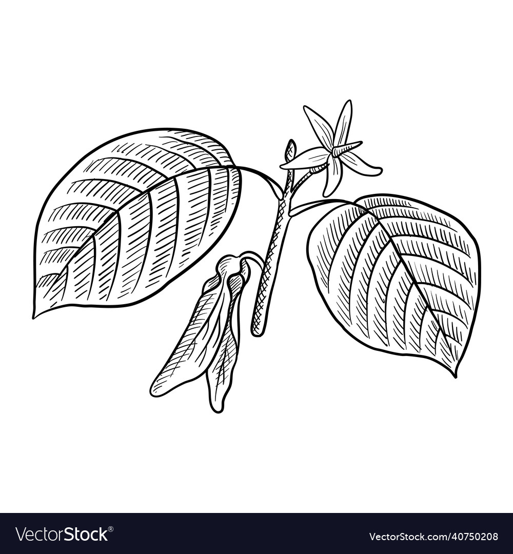 Drawing branch of dipterocarpus Royalty Free Vector Image