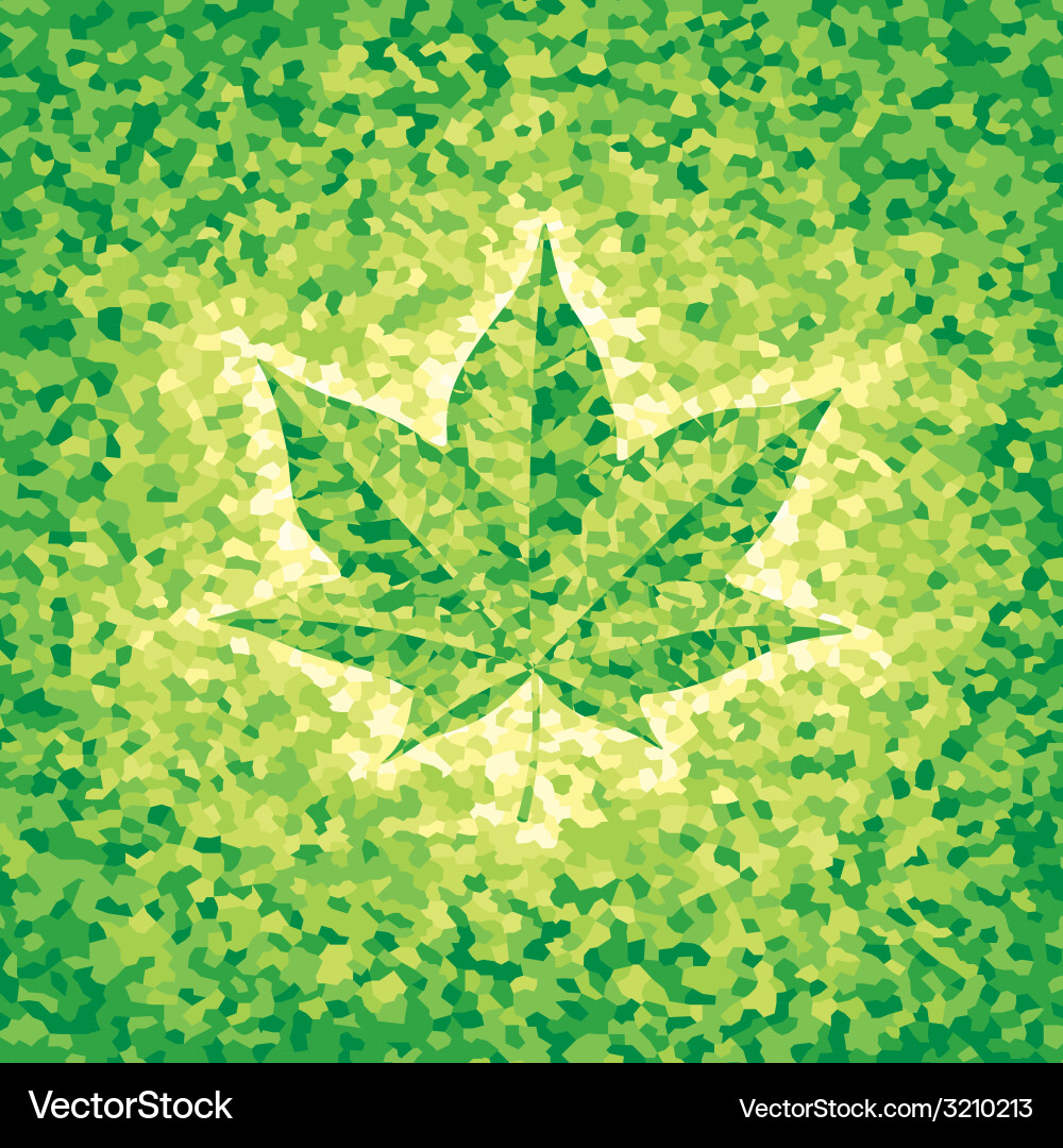 Maple leaf Royalty Free Vector Image - VectorStock