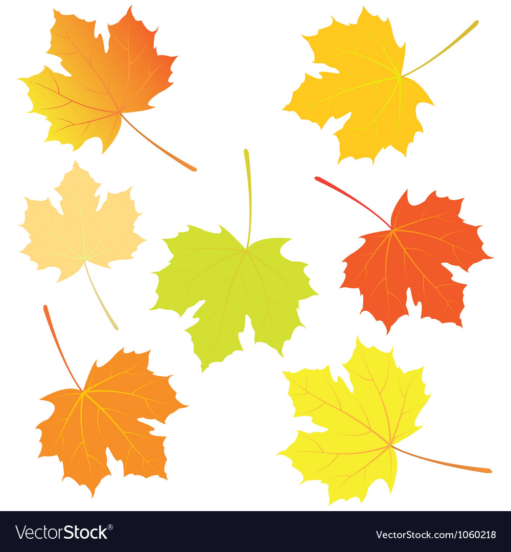 Autumn maple leaves Royalty Free Vector Image - VectorStock