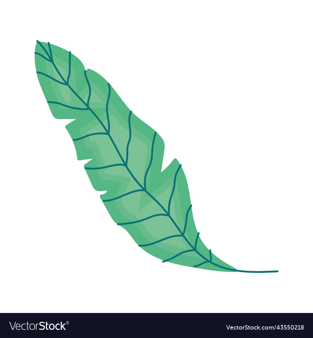 Leaf plant palm foliage Royalty Free Vector Image