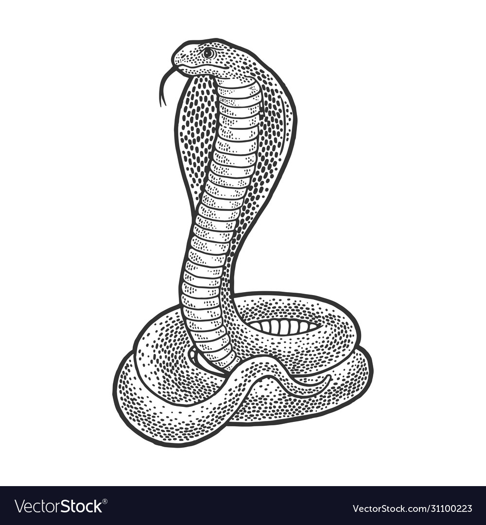 Featured image of post Cobra Snake Drawing Images Download 482 cobra snake free vectors