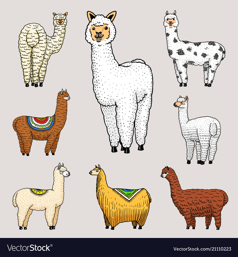 Set Cute Alpaca Llamas Or Wild Guanaco On The Vector Image