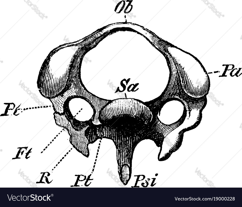 Diagram a third cervical vertebra a Royalty Free Vector