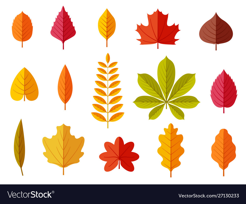 Fall leaves colorful autumn leaves leaf chestnut Vector Image