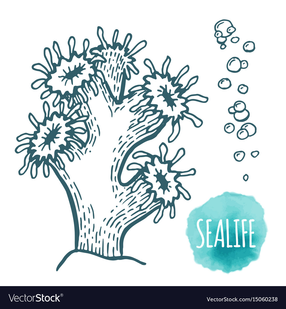 Hand drawn aquatic coral doodle Royalty Free Vector Image