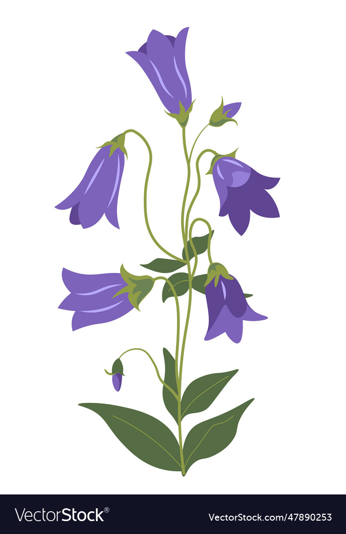 Bellflower plant campanula in blossom Royalty Free Vector