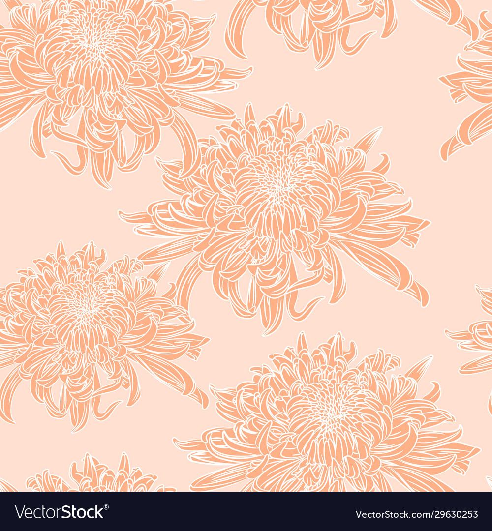 Orange japanese chrysanthemums Royalty Free Vector Image