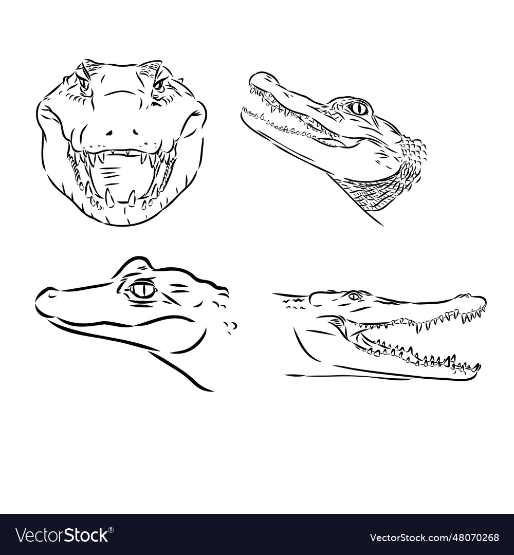 Alligator in doodle style isolated on a white Vector Image