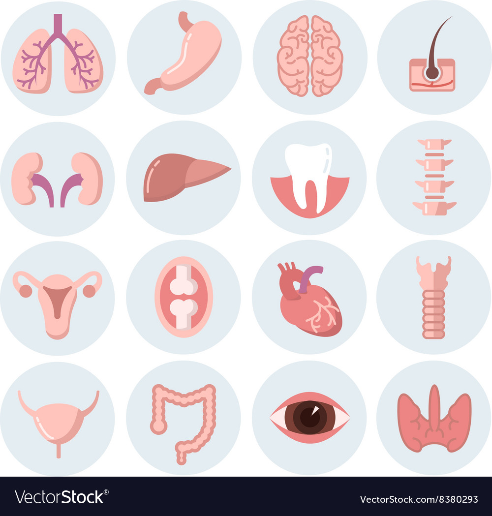 Human organs flat icons set Royalty Free Vector Image