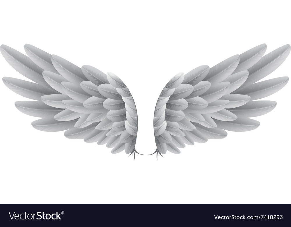 Natural white goose wings isolated background Vector Image