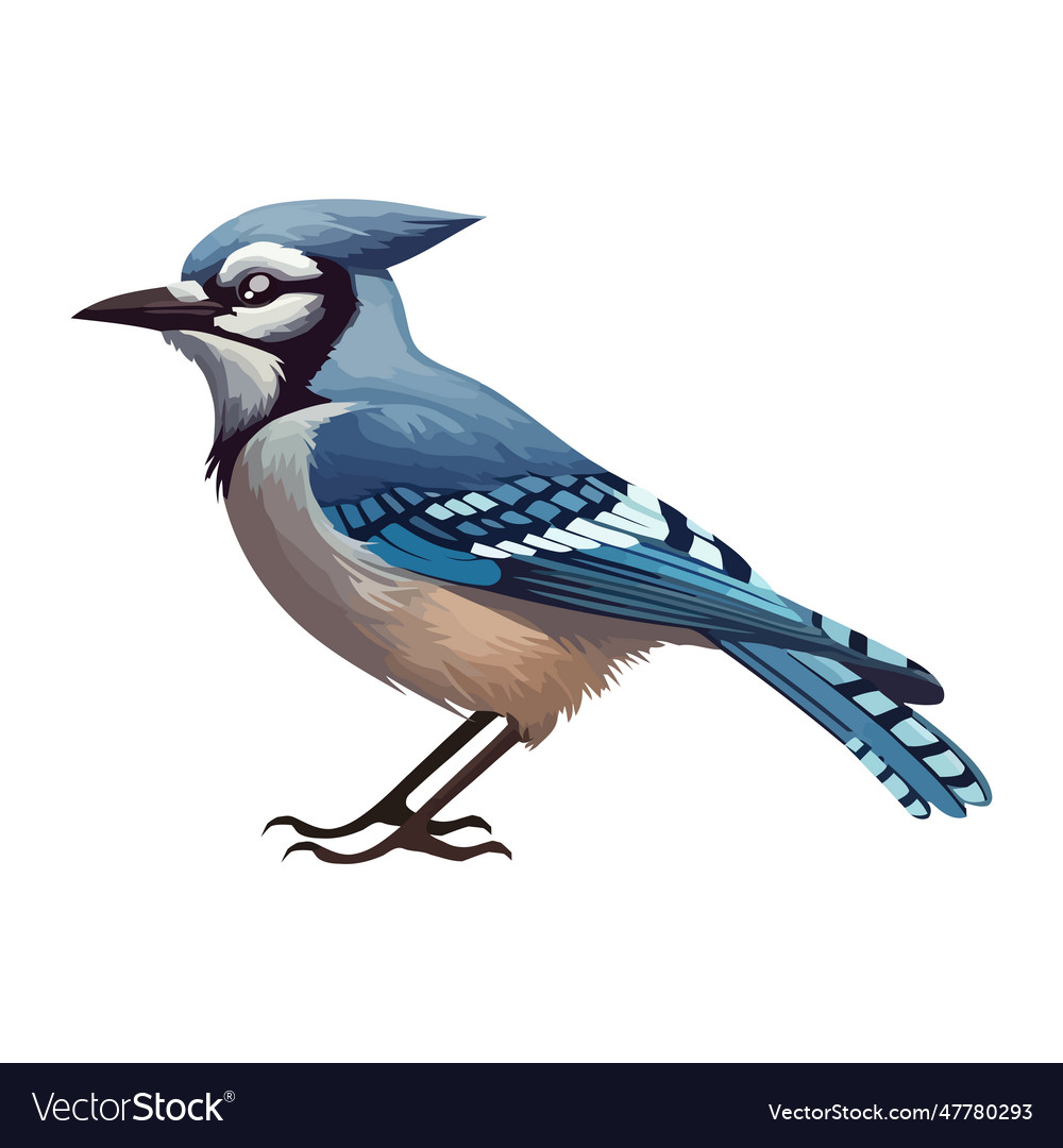 Small blue jay bird perching feathers ruffled Vector Image