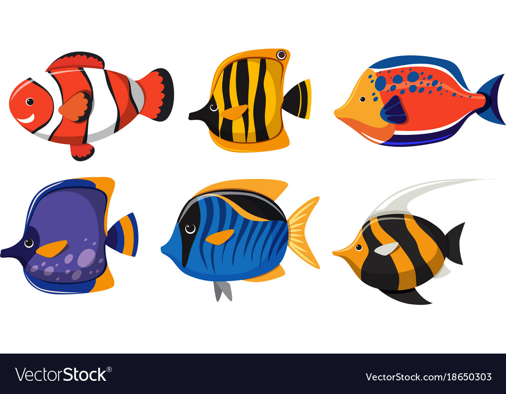 Six types of fish on white background Royalty Free Vector