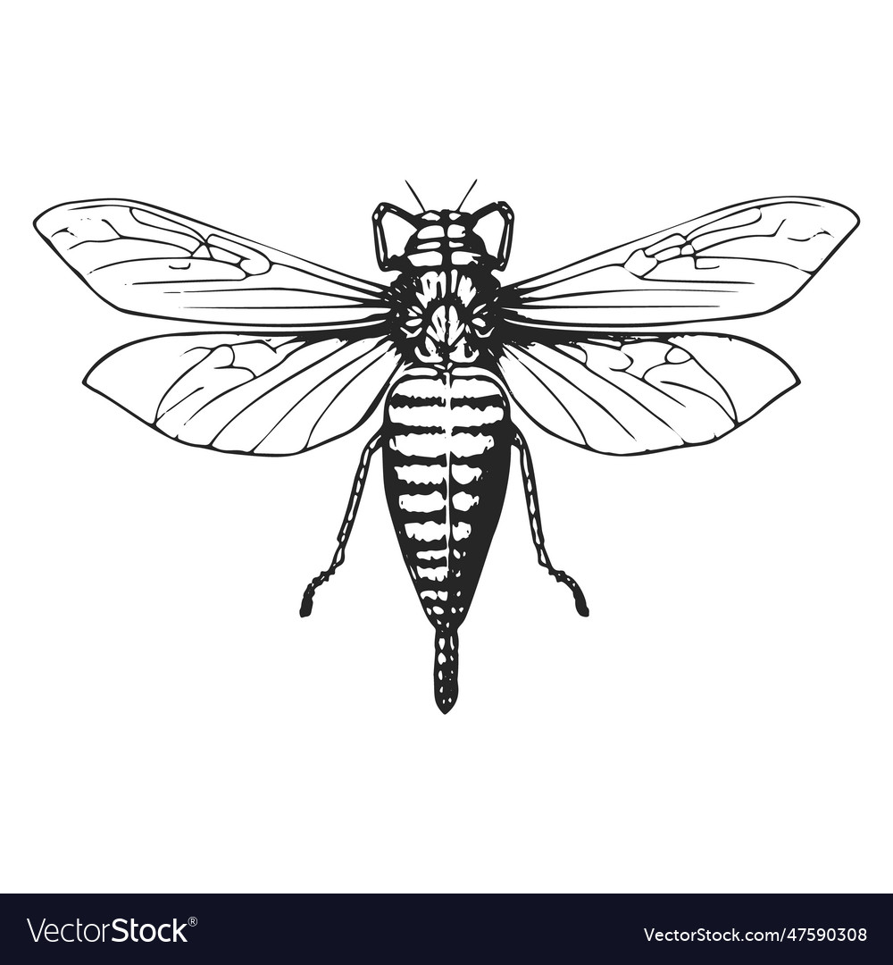 Vintage insect - black and white fly art Vector Image