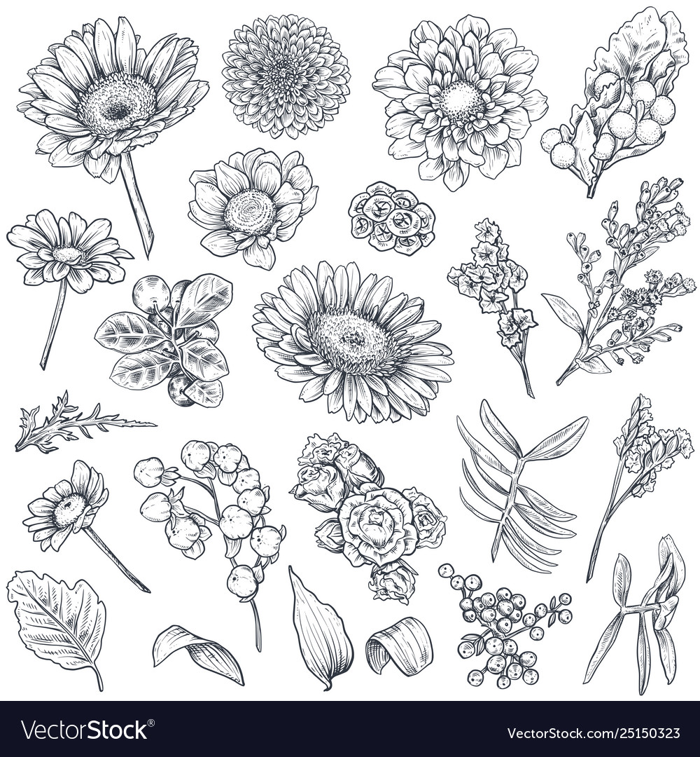 Collection hand drawn flowers and plants Vector Image