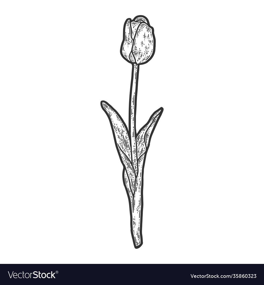 One tulip flower engraving