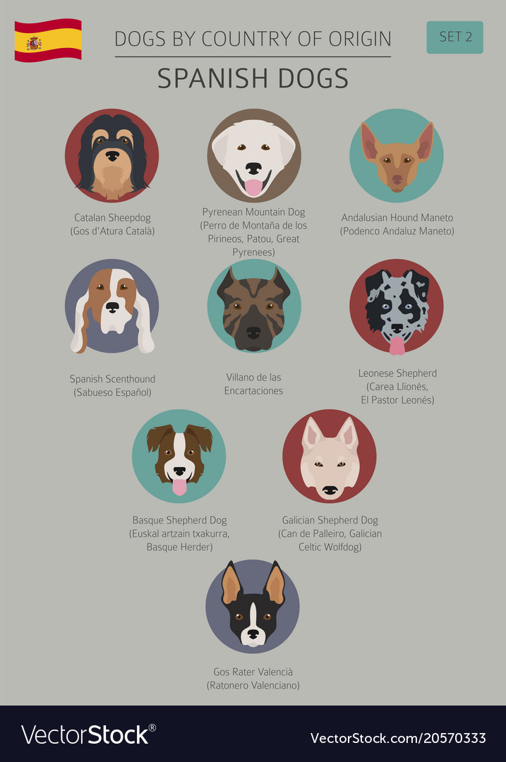 Dogs by country of origin spanish dog breeds Vector Image