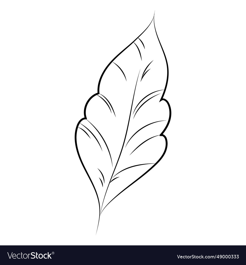 Simple leaf hand drawn Royalty Free Vector Image