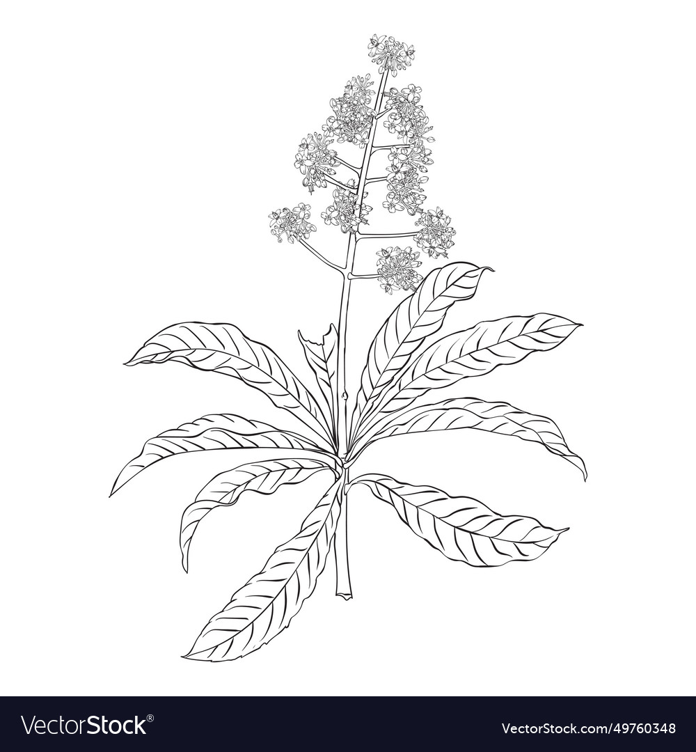 Aunasin tree flower plants hand drawing botanical Vector Image