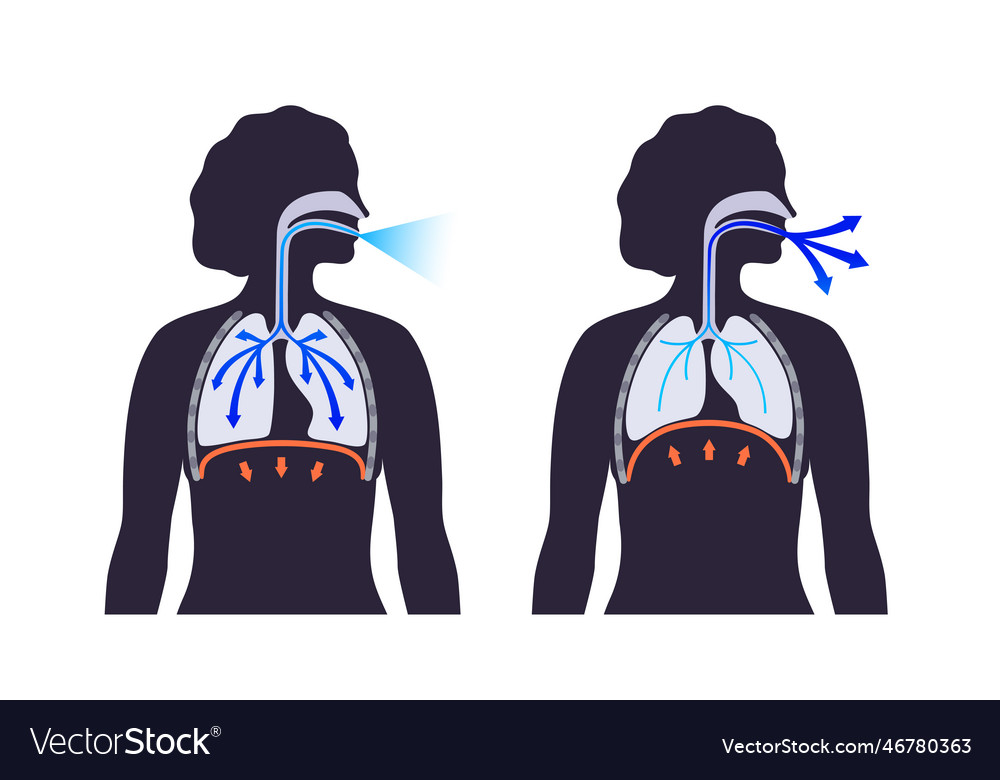 Breathing process poster Royalty Free Vector Image