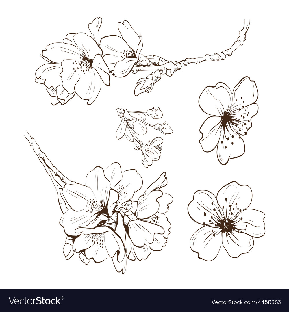 Flowers isolated Royalty Free Vector Image - VectorStock