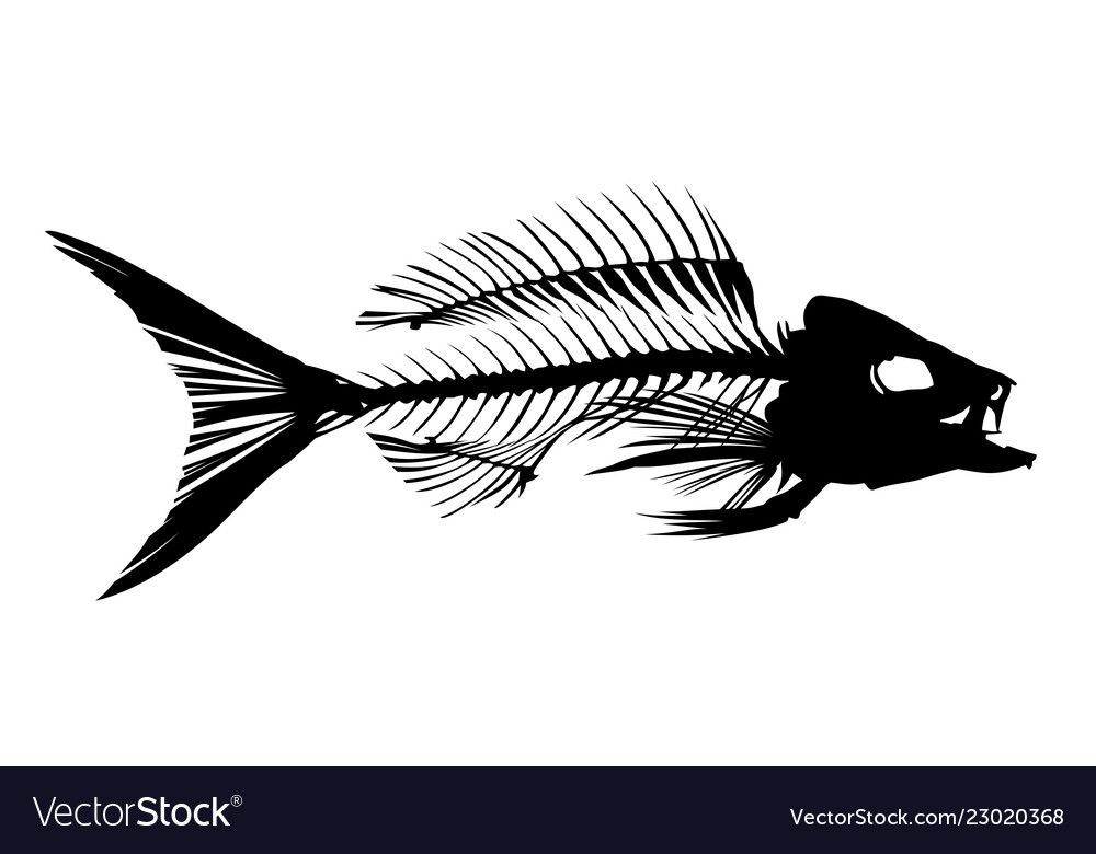 Skeleton fish Royalty Free Vector Image - VectorStock