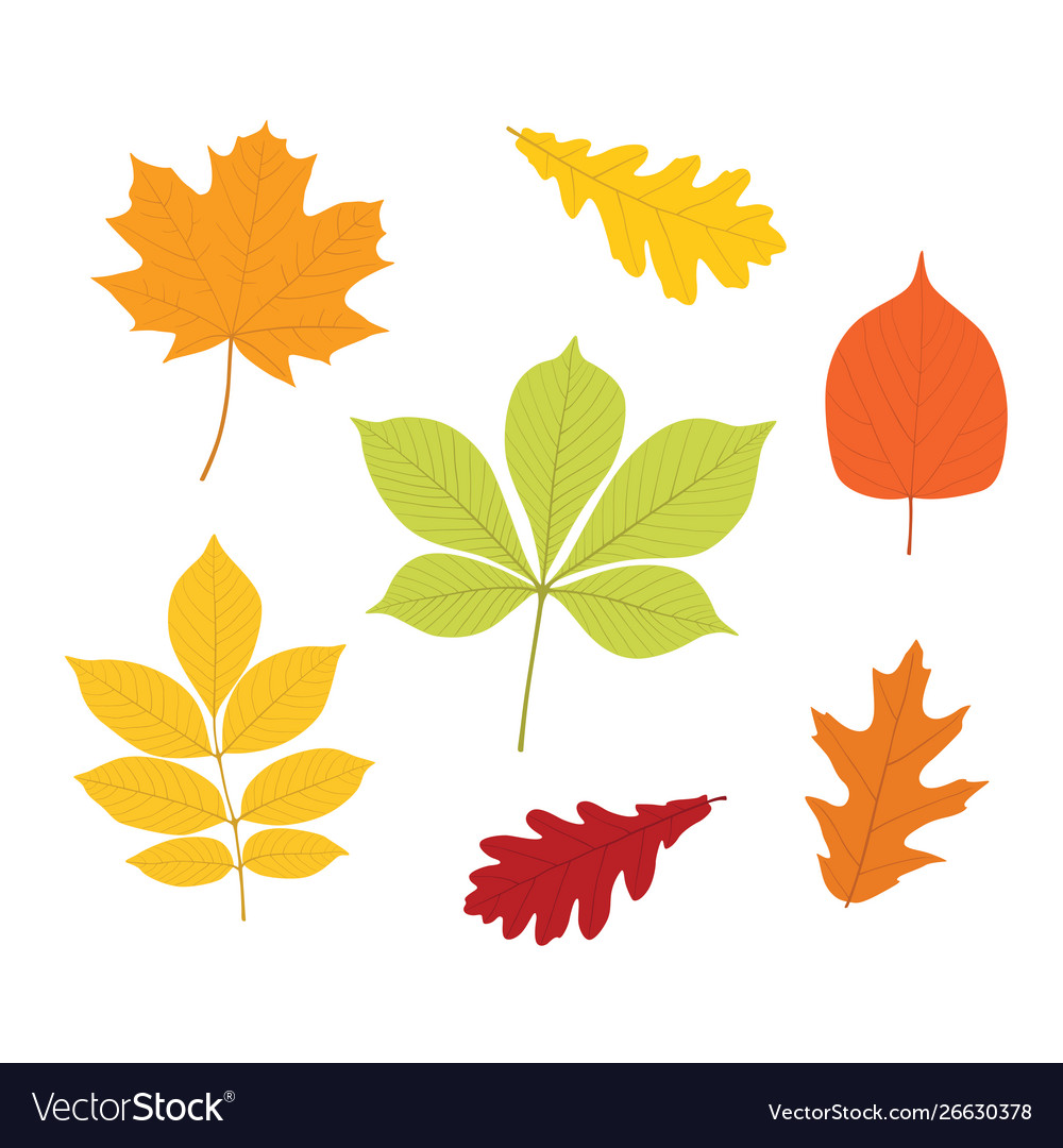 Autumn leaves set isolated on white background vector image Autumn leaves set isolated on white background