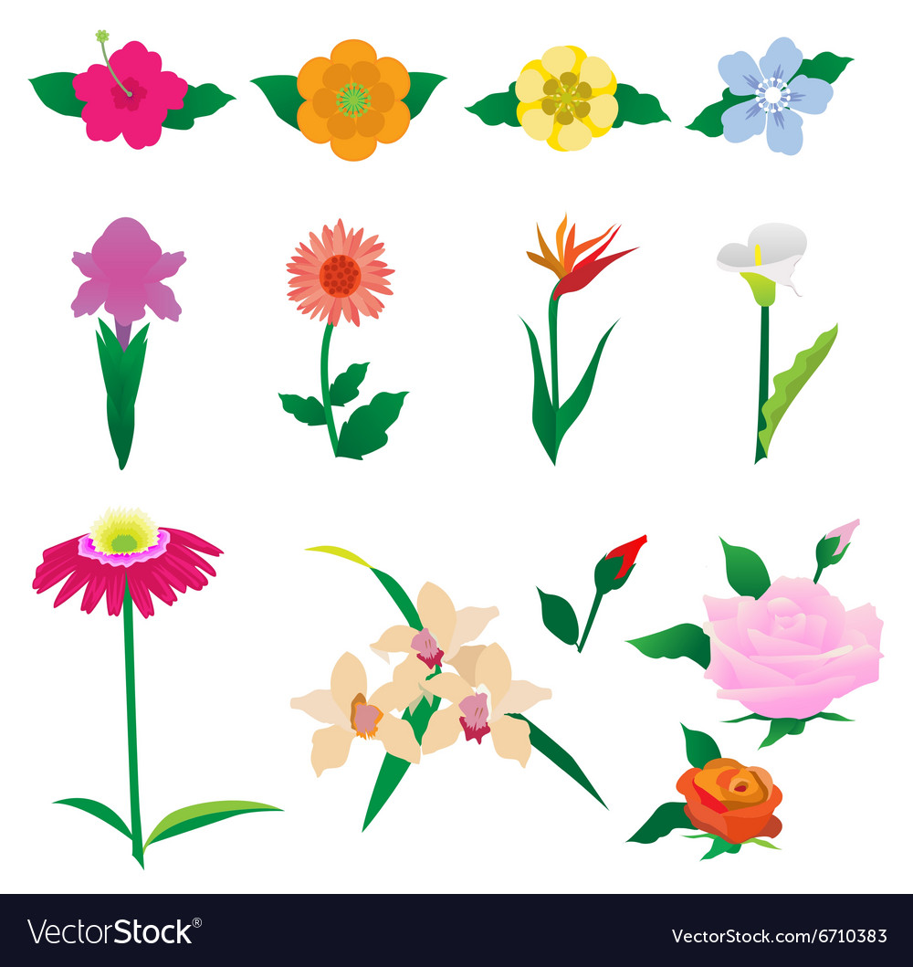 Beautiful colorful flowers Royalty Free Vector Image