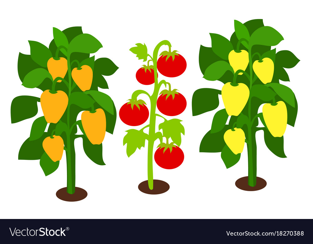 Growing peppers and tomatoes with green leaves Vector Image