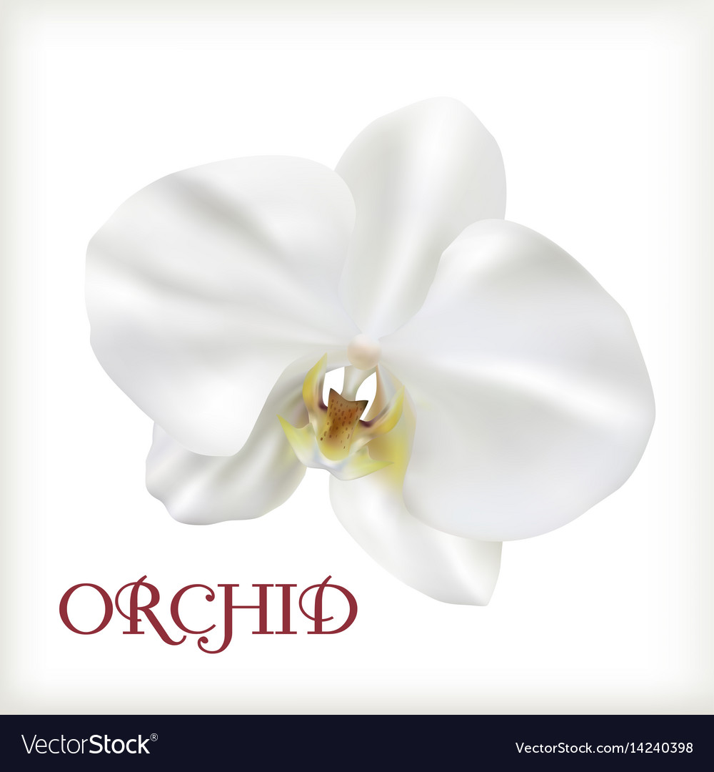 White flower orchid Royalty Free Vector Image - VectorStock
