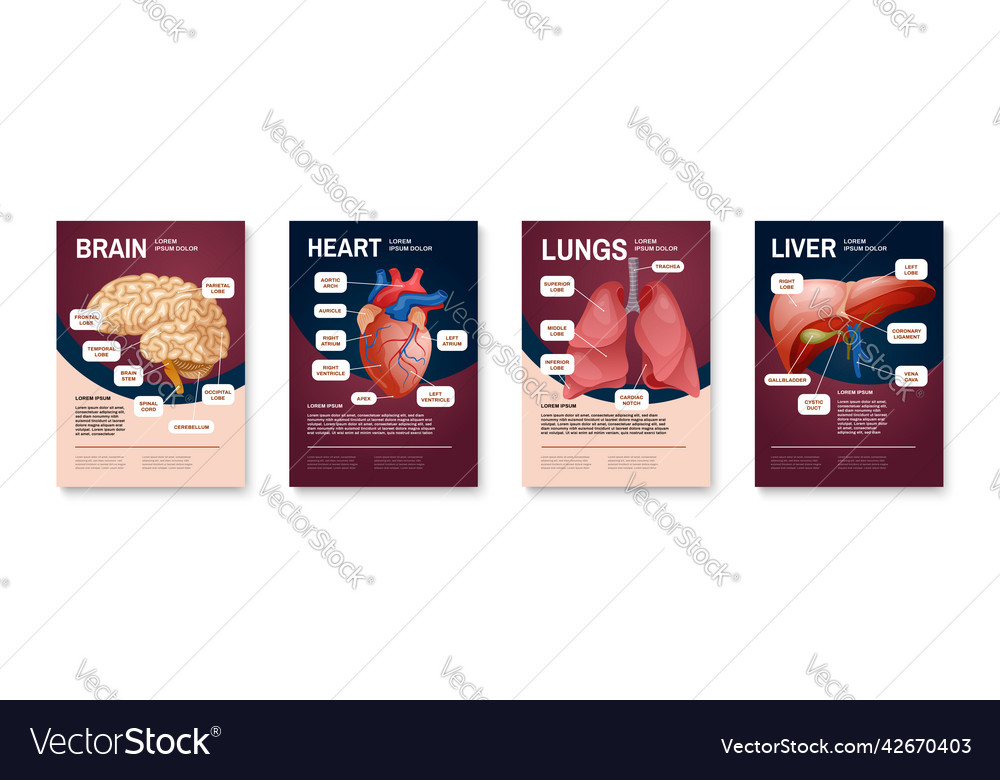 Internal human organs poster set Royalty Free Vector Image