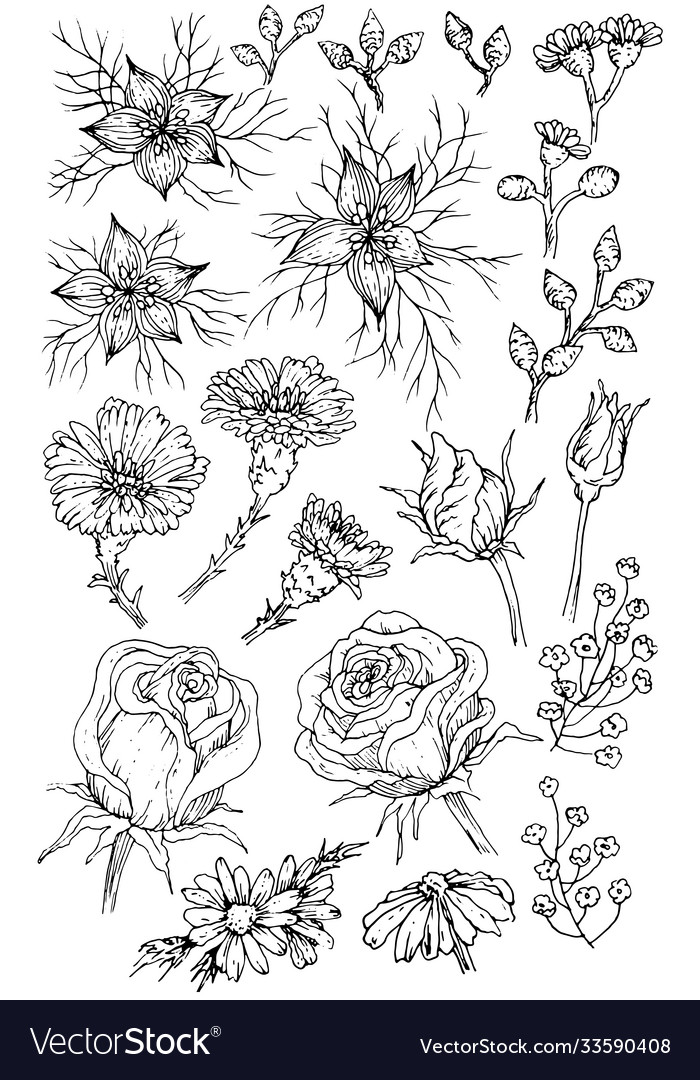 Collection hand drawn flowers and plants black Vector Image