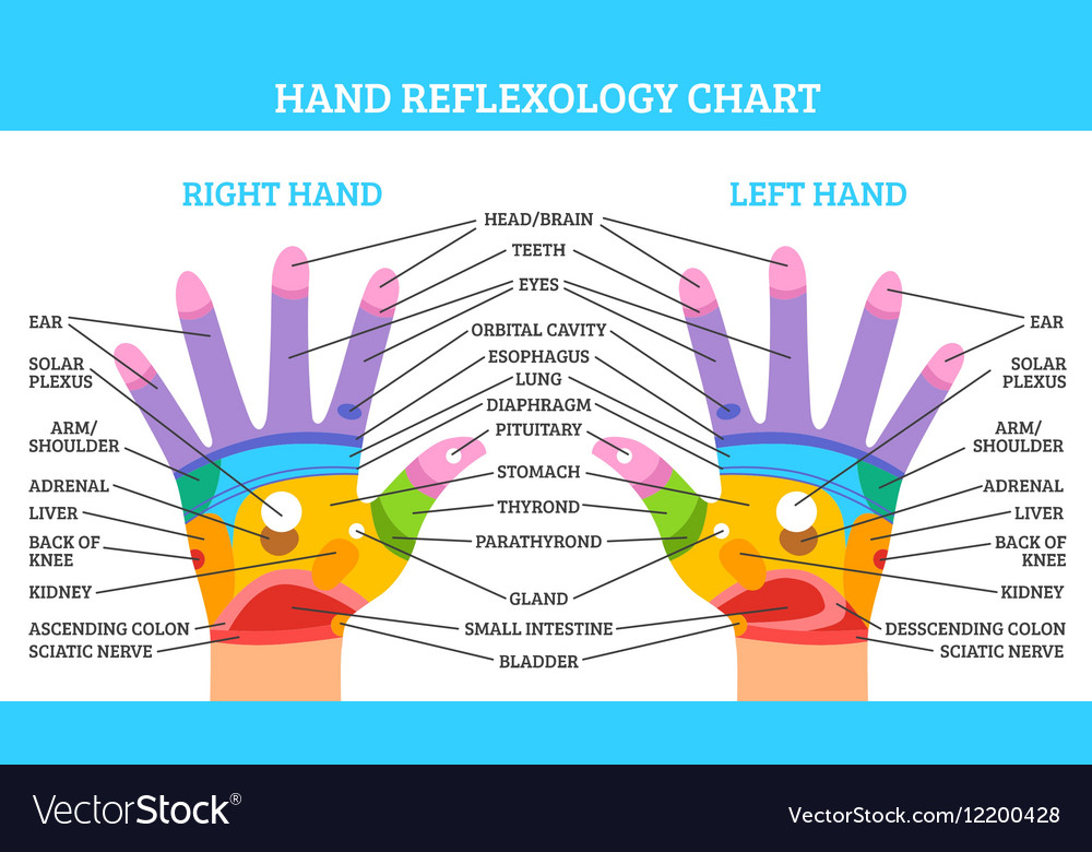 hand-reflexology-chart-royalty-free-vector-image