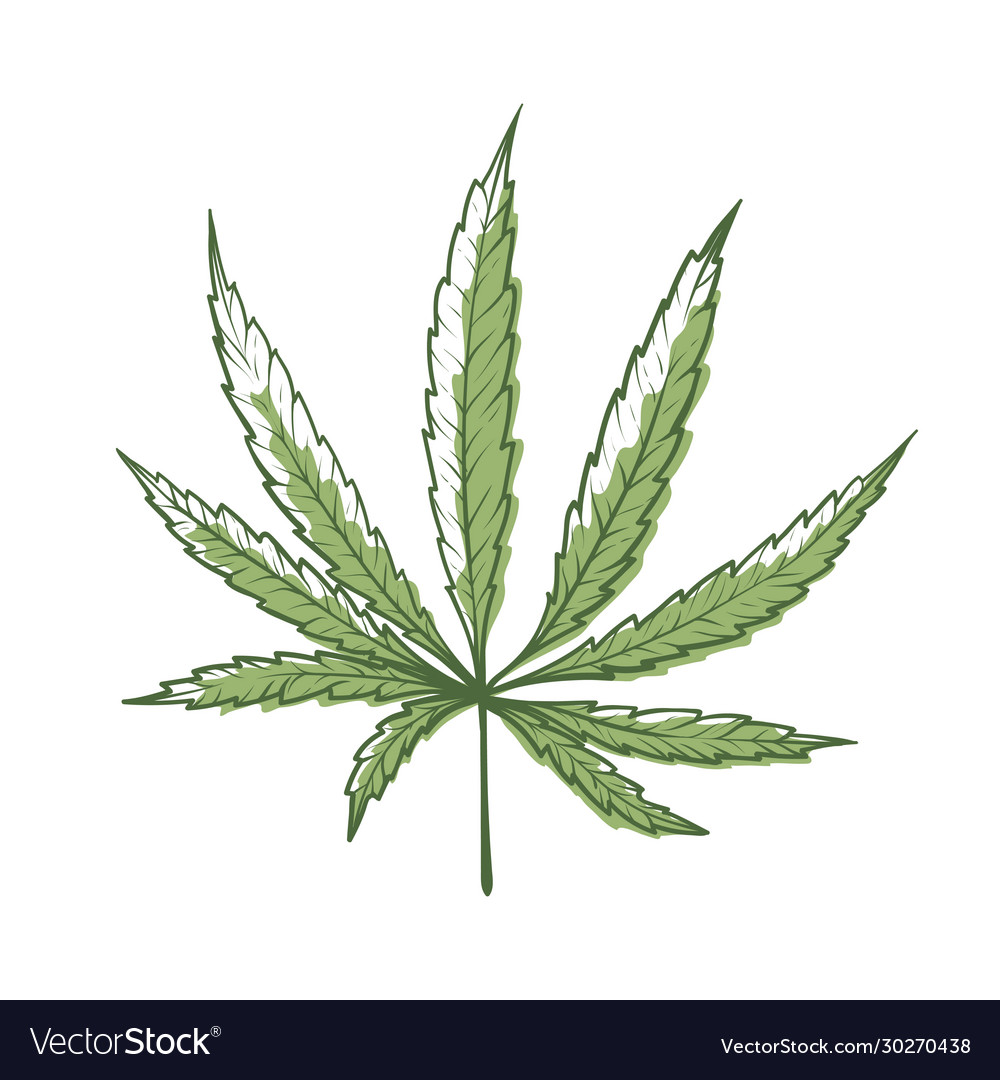 Hemp leaf icon green organic cannabis plant vector image Hemp leaf icon green organic cannabis plant